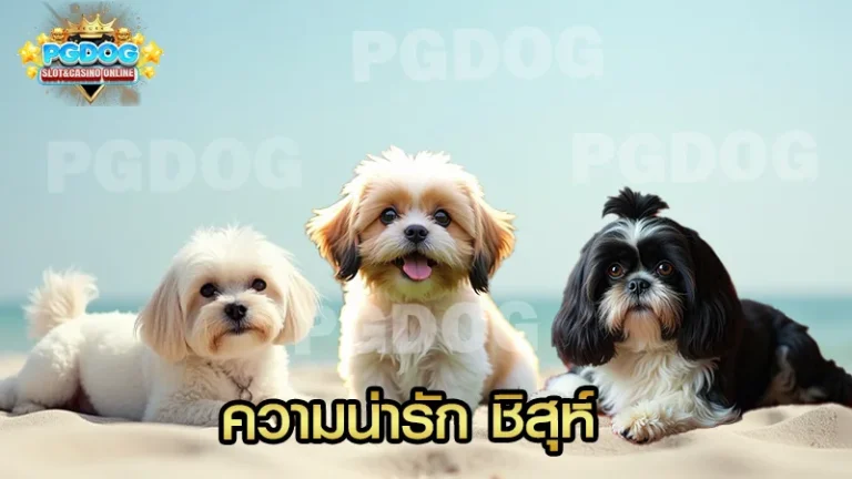 ความน่ารัก ชิสุห์