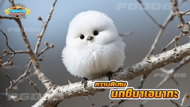 ความพิเศษ นกชิมาเอนากะ