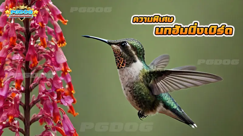 ความพิเศษ นกฮัมมิ่งเบิร์ด