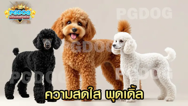 ความสดใส พุดเดิ้ล