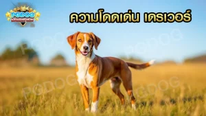 ความโดดเด่น เดรเวอร์