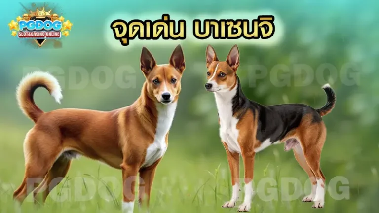 จุดเด่น บาเซนจิ