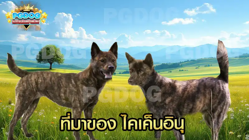 ที่มาของ ไคเค็นอินุ
