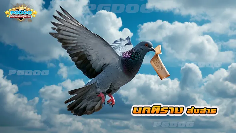 นกพิราบ ส่งสาร