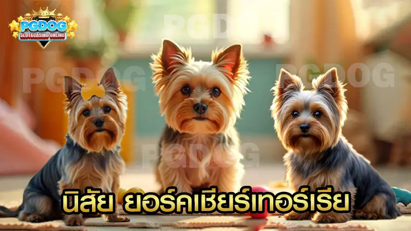 นิสัย ยอร์คเชียร์เทอร์เรีย