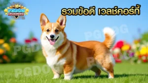 รวมข้อดี เวลช์คอร์กี้