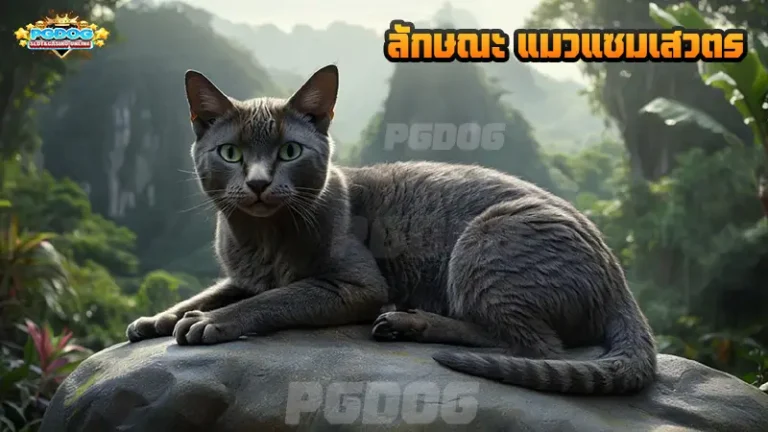 ลักษณะ แมวแซมเสวตร