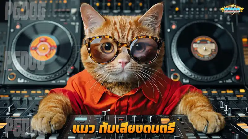 แมว กับเสียงดนตรี