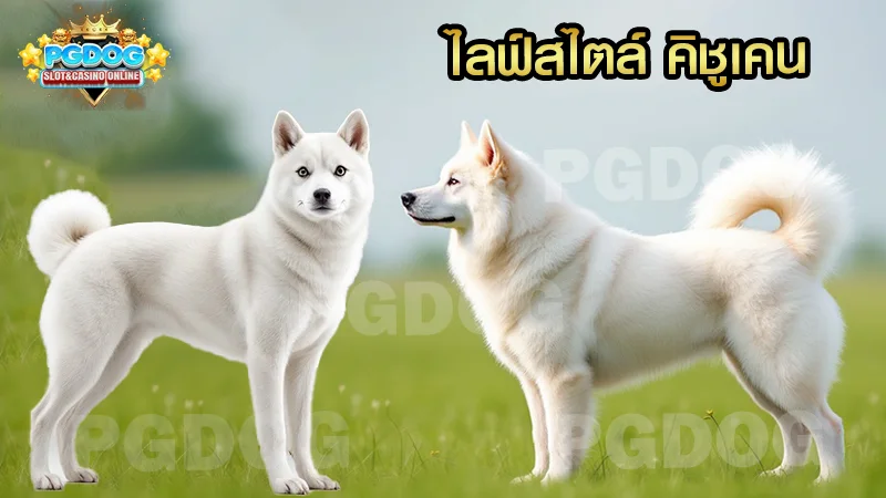 ไลฟ์สไตล์ คิชูเคน