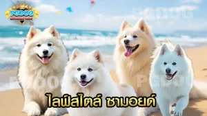 ไลฟ์สไตล์ ซามอยด์