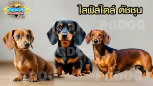 ไลฟ์สไตล์ ดัชชุน