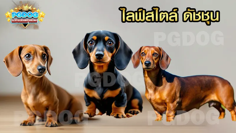 ไลฟ์สไตล์ ดัชชุน