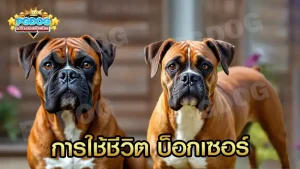 การใช้ชีวิต บ็อกเซอร์