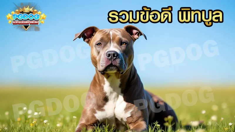รวมข้อดี พิทบูล