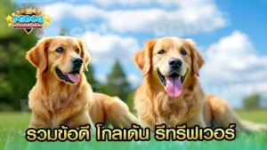 รวมข้อดี โกลเด้น รีทรีฟเวอร์