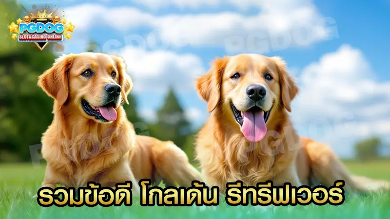 รวมข้อดี โกลเด้น รีทรีฟเวอร์