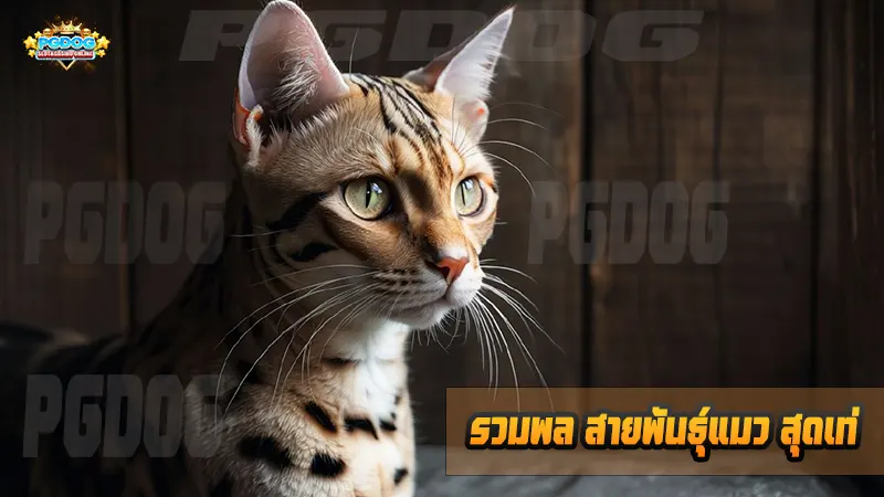 รวมพล สายพันธุ์แมว สุดเท่