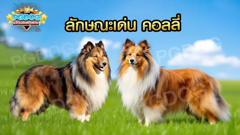 ลักษณะเด่น คอลลี่