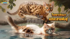 วิเคราะห์แมว แต่ละสายพันธุ์