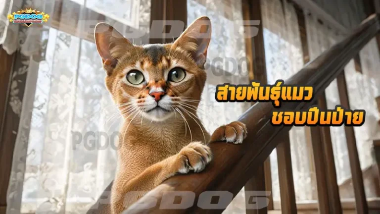 สายพันธุ์แมว ชอบปีนป่าย