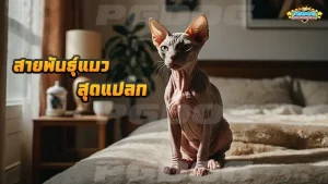 สายพันธุ์แมว สุดแปลก