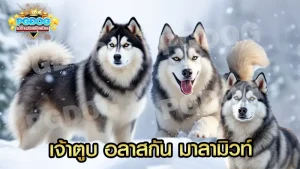 เจ้าตูบ อลาสกัน มาลามิวท์