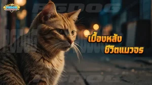 เบื้องหลัง ชีวิตแมวจร