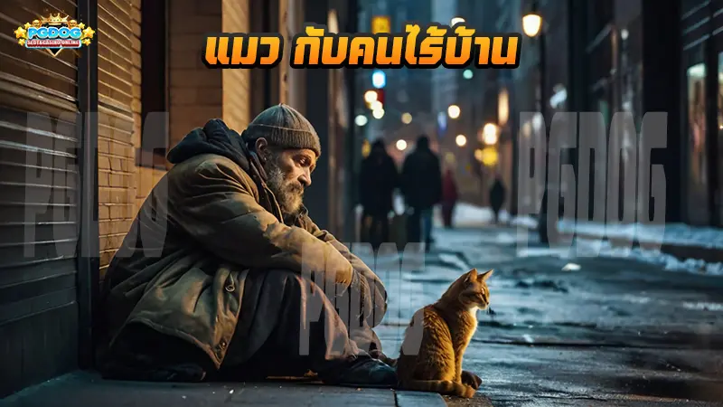 แมว กับคนไร้บ้าน
