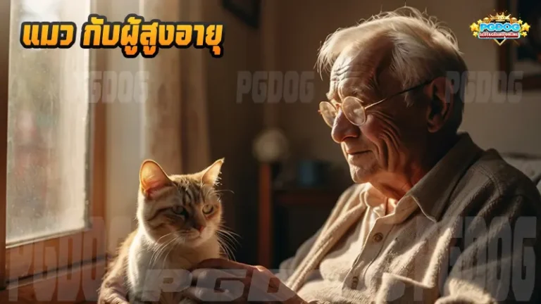 แมว กับผู้สูงอายุ