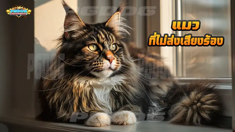 แมว ที่ไม่ส่งเสียงร้อง