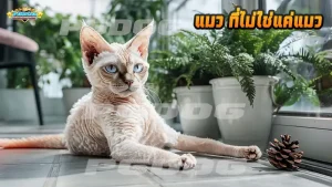 แมว ที่ไม่ใช่แค่แมว