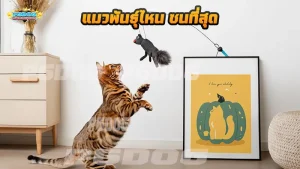 แมวพันธุ์ไหน ซนที่สุด