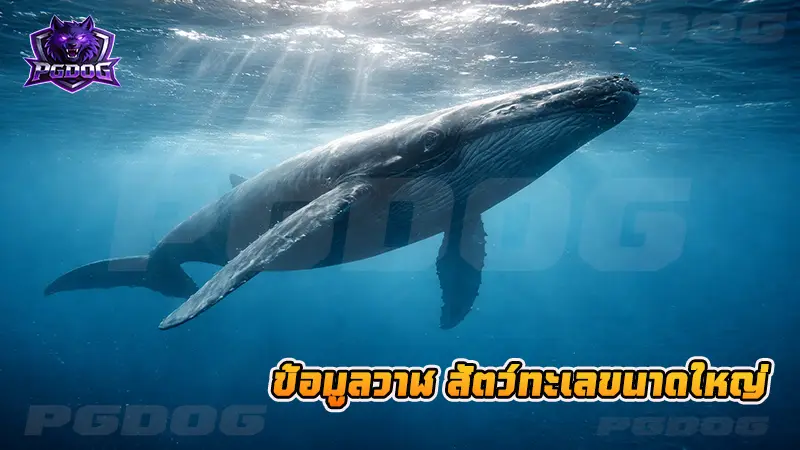 ข้อมูลวาฬ สัตว์ทะเลขนาดใหญ่