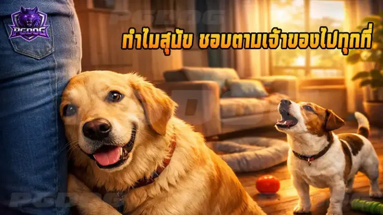 ทำไมสุนัข ชอบตามเจ้าของไปทุกที่