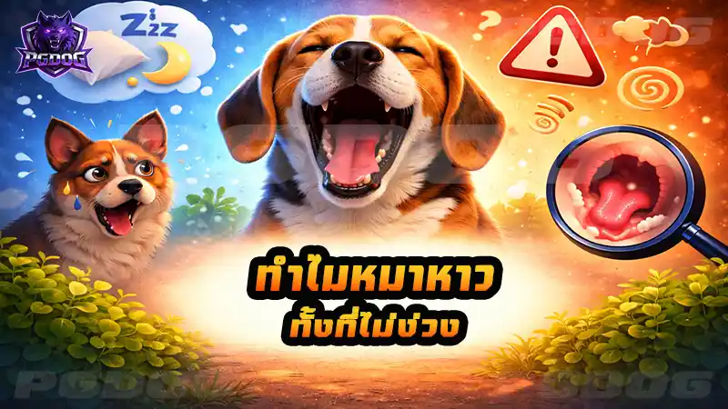 ทำไมหมาหาว ทั้งที่ไม่ง่วง