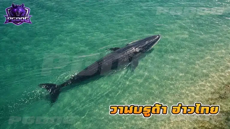วาฬบรูด้า อ่าวไทย