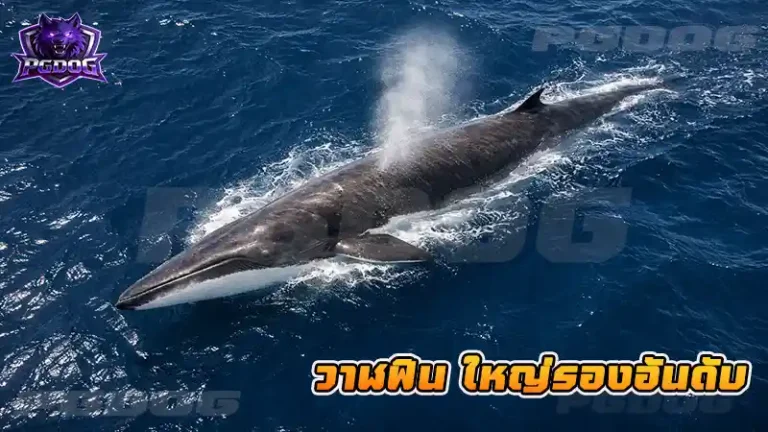 วาฬฟิน ใหญ่รองอันดับ