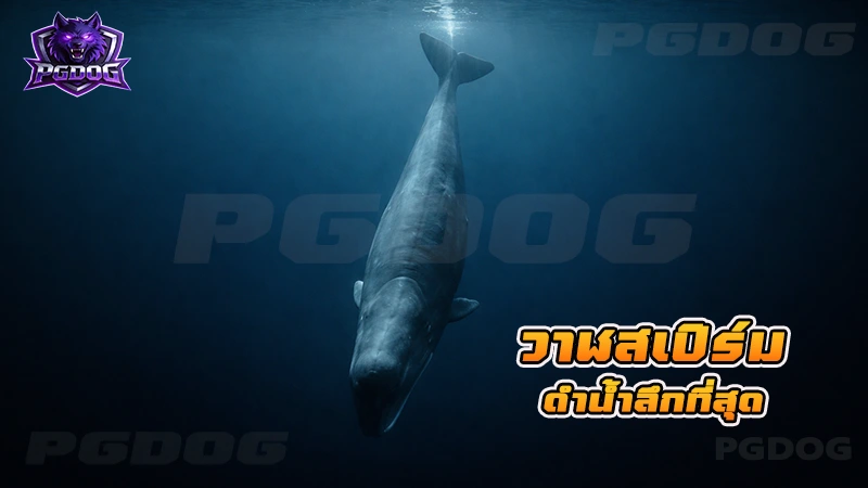 วาฬสเปิร์ม ดำน้ำลึกที่สุด