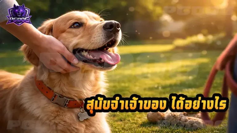 สุนัขจำเจ้าของ ได้อย่างไร