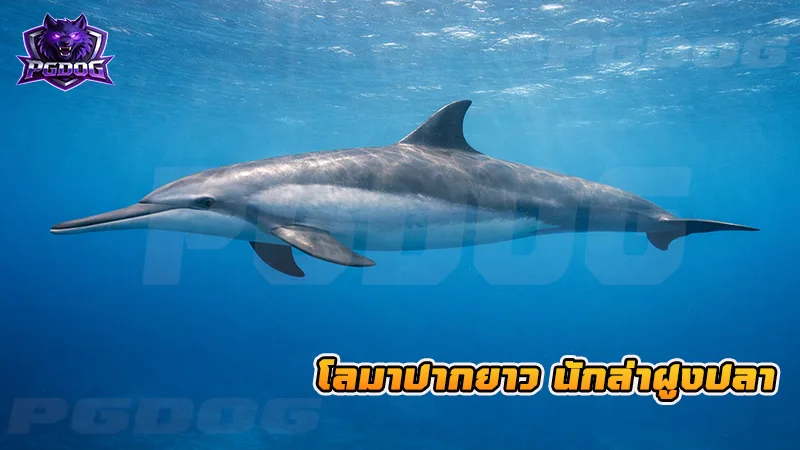 โลมาปากยาว นักล่าฝูงปลา