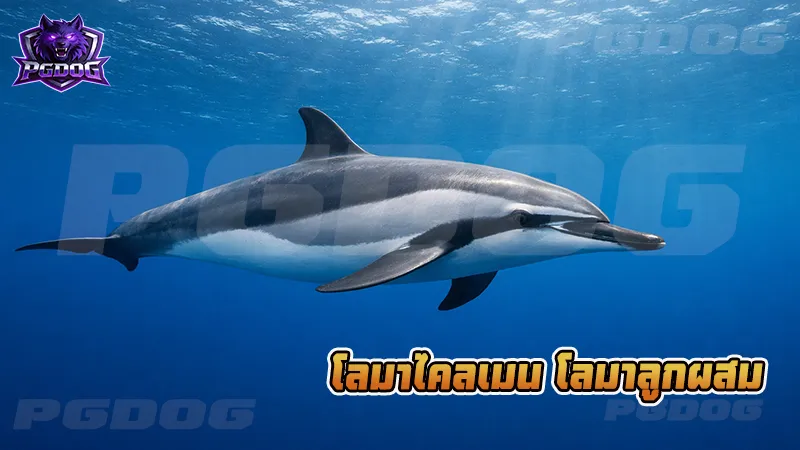 โลมาไคลเมน โลมาลูกผสม