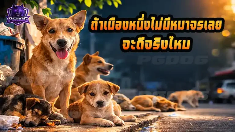 ถ้าเมืองหนึ่งไม่มีหมาจรเลย จะดีจริงไหม