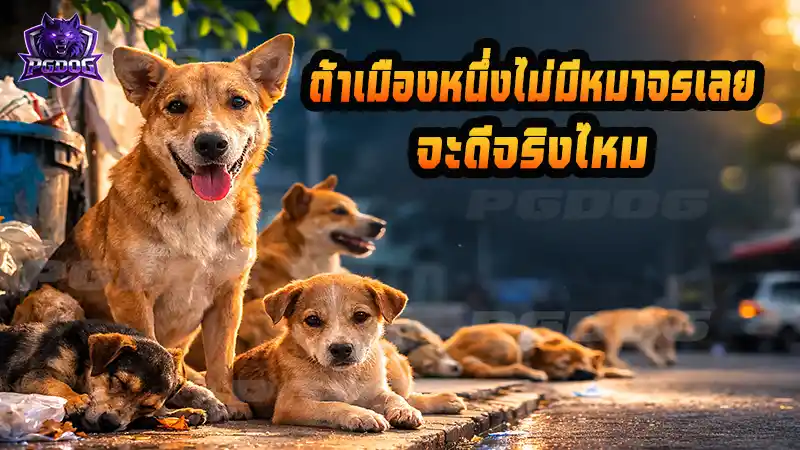 ถ้าเมืองหนึ่งไม่มีหมาจรเลย จะดีจริงไหม