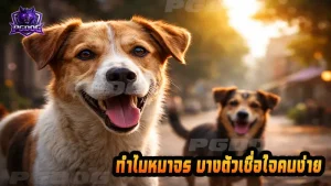 ทำไมหมาจร บางตัวเชื่อใจคนง่าย