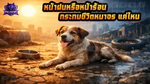 หน้าฝนหรือหน้าร้อน กระทบชีวิตหมาจร แค่ไหน