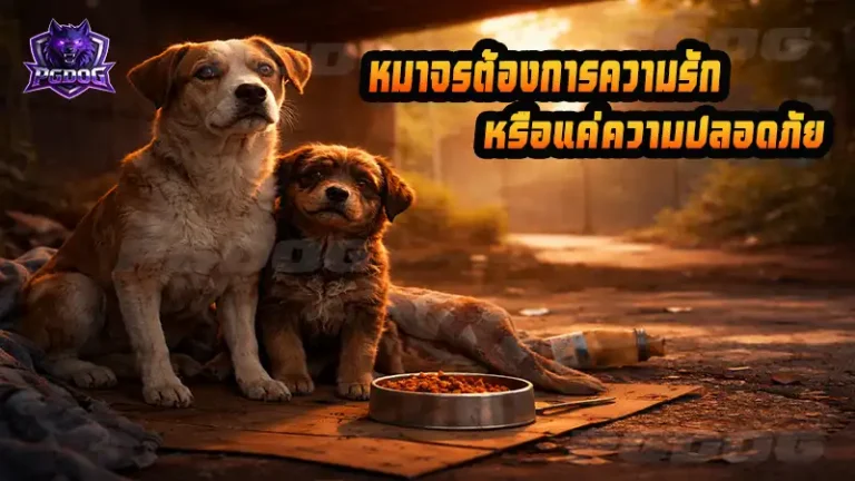 หมาจรต้องการความรัก หรือแค่ความปลอดภัย