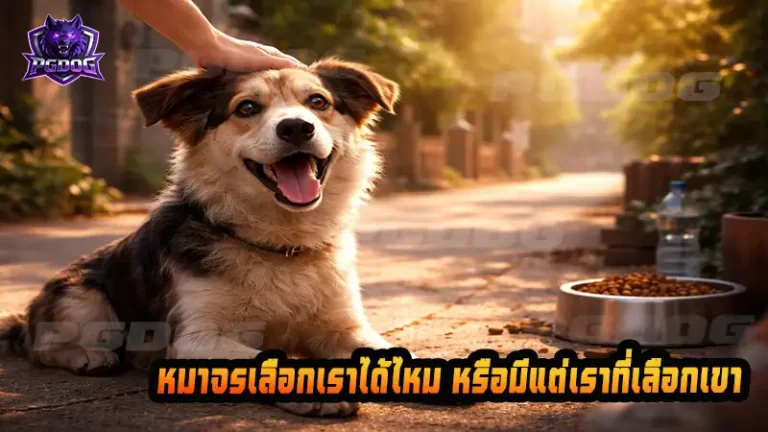 หมาจรเลือกเราได้ไหม หรือมีแต่เราที่เลือกเขา