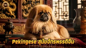 Pekingese สุนัขจักรพรรดิจีน