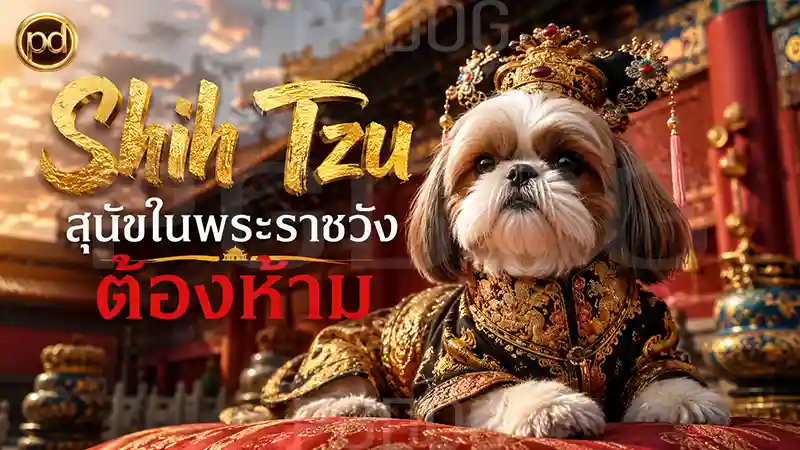 Shih Tzu สุนัขในพระราชวัง ต้องห้าม
