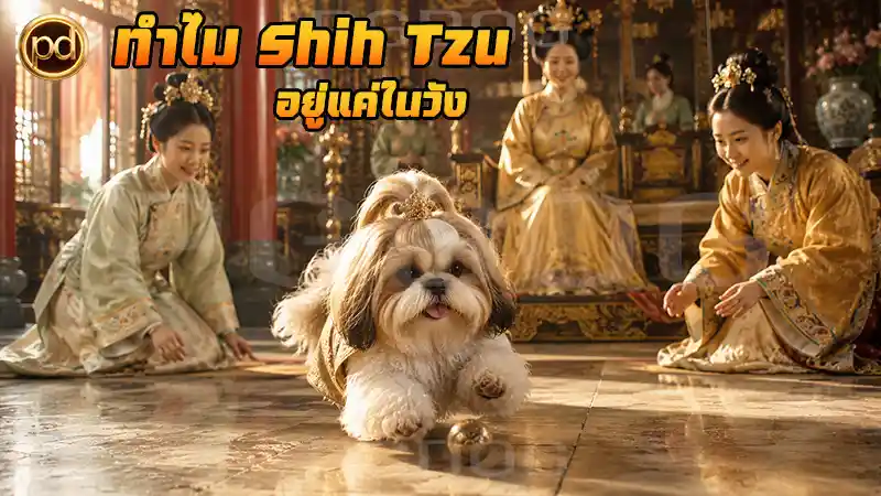 ทำไม Shih Tzu อยู่แค่ในวัง